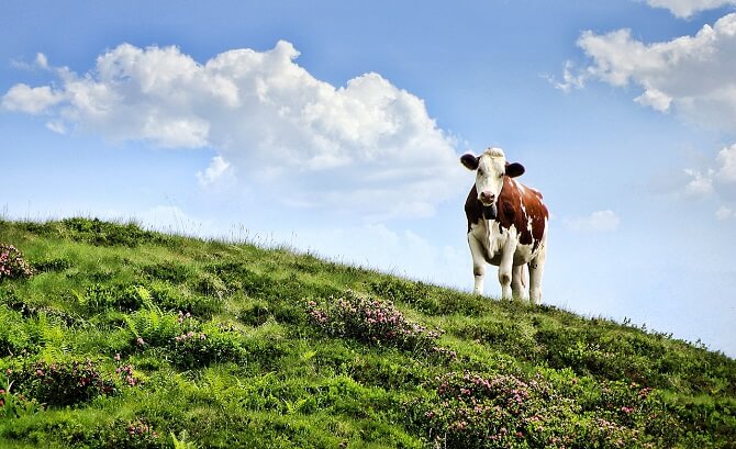 kráva na pastvině